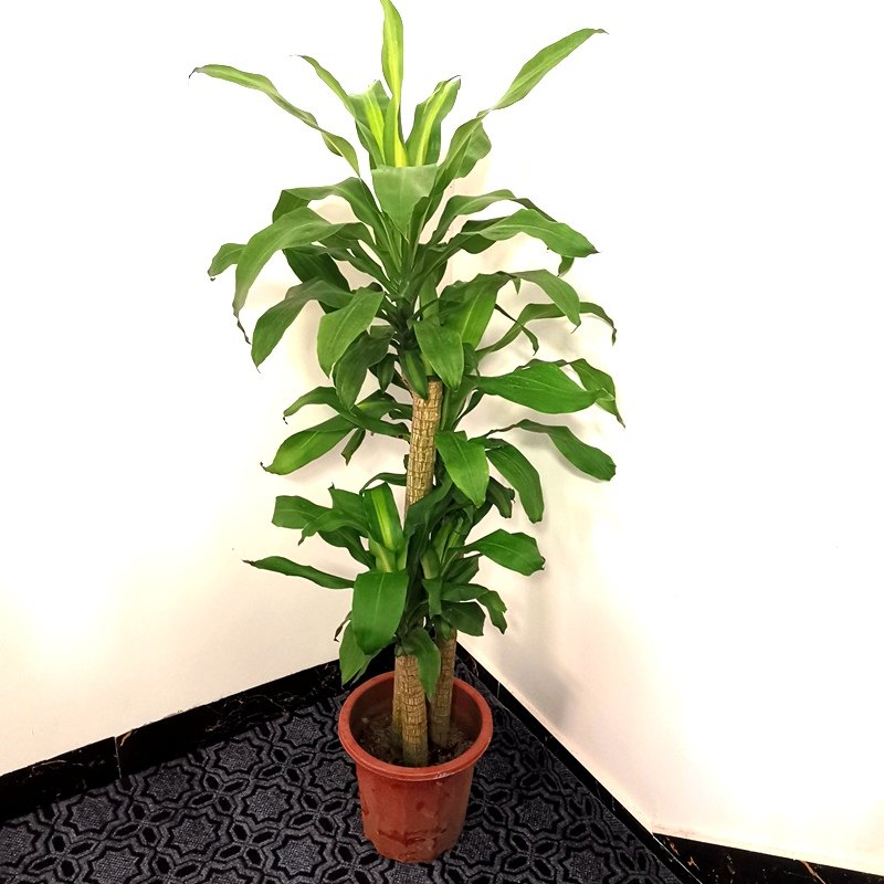 巴西木盆栽金心巴西铁树盆景室内办公室家居植物清新空气大绿植