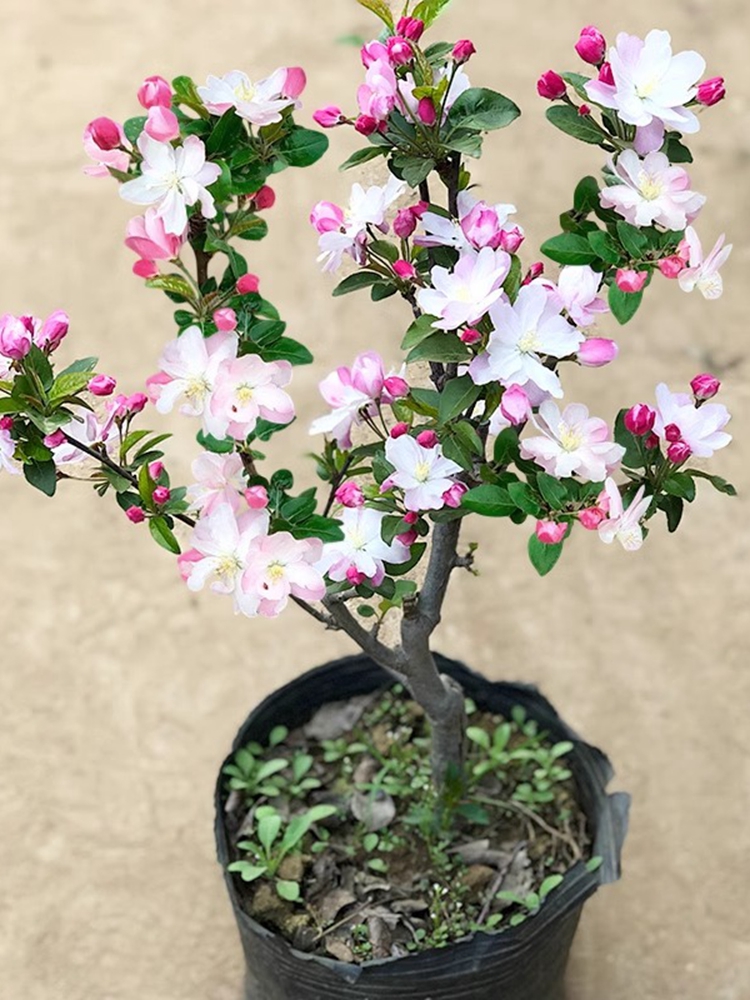 西府海棠盆栽树苗盆景重瓣老桩庭院绿色植物室内多年生木本花卉