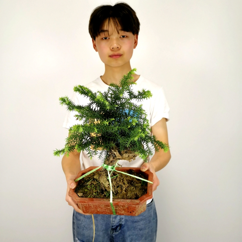 高档造型盆景四季常青绿色创意风水花卉植物