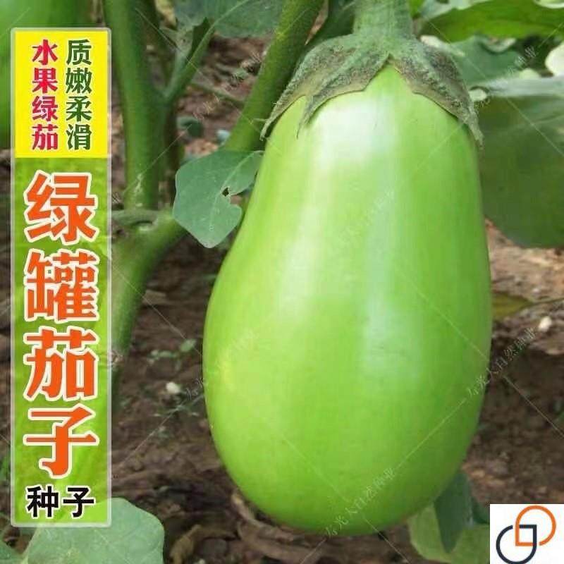 绿罐茄种子茄子种籽高产四季蔬菜种子青茄子绿皮耐寒春季秋菜种子