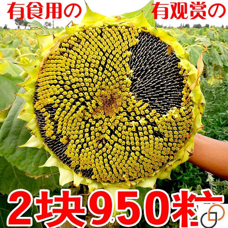 千里香食用向日葵种孑玩具熊观赏向日葵种子特大颗粒黑瓜子种籽
