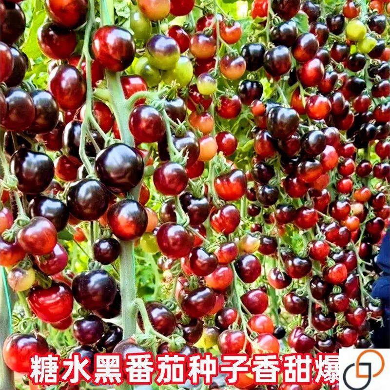 糖水黑番茄种子黑西红柿种苗种籽小番茄耐热耐寒阳台盆栽蔬菜种孑