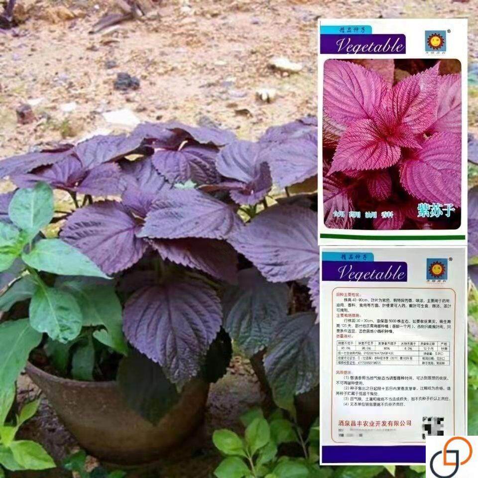 紫叶苏种子紫苏藿香金银花薄荷种子车前子益母草种籽