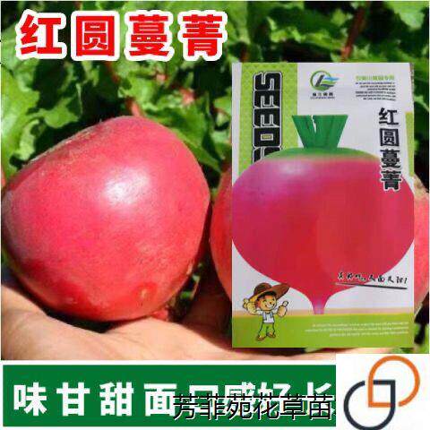精品大红萝卜种子红丰蔓菁种籽红皮蔓菁籽红皮白肉四季播蔬菜籽