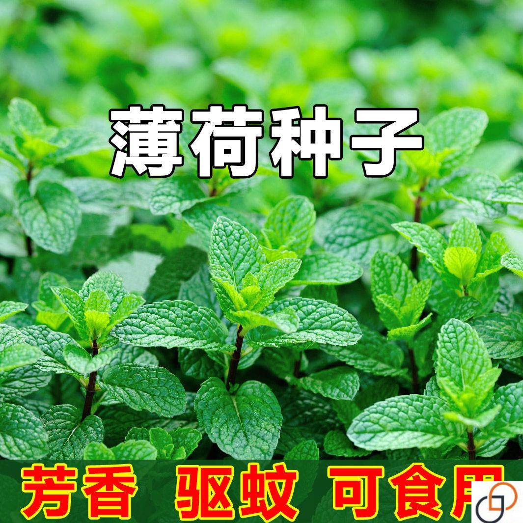 食用薄荷种子柠檬薄荷种子驱蚊花草植物种子四季阳台盆栽薄荷种籽