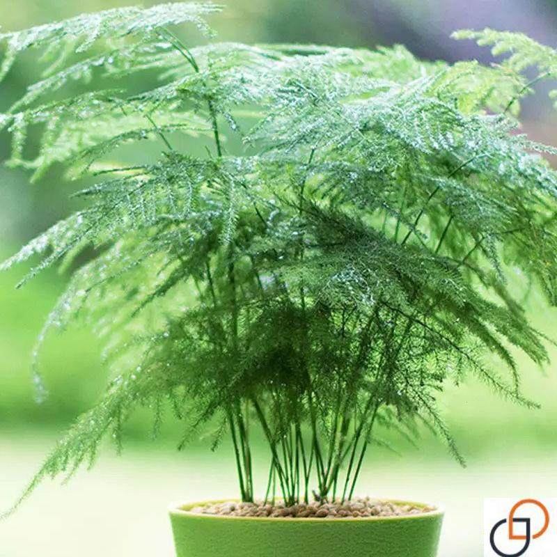 文竹植物种子盆栽大文竹室内净化家庭园艺种子