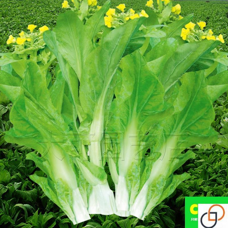 早熟白菜苔种子菜种籽秋冬季种白菜心种孑蔬菜种四季菜薹种籽