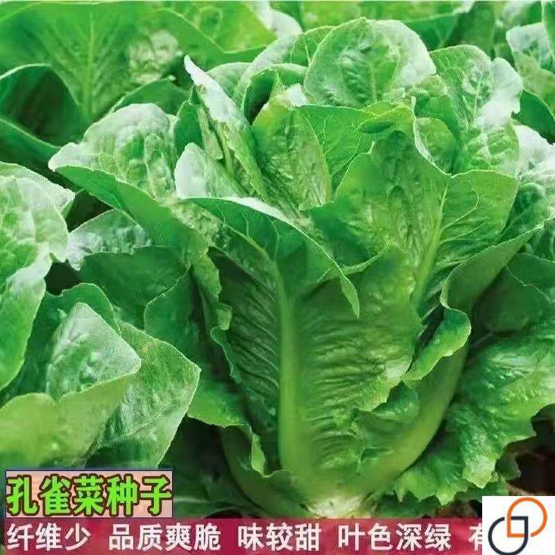 孔雀菜生菜种子汉斯沙拉一品养生菜种子 类似蔬菜圆叶油麦菜种子