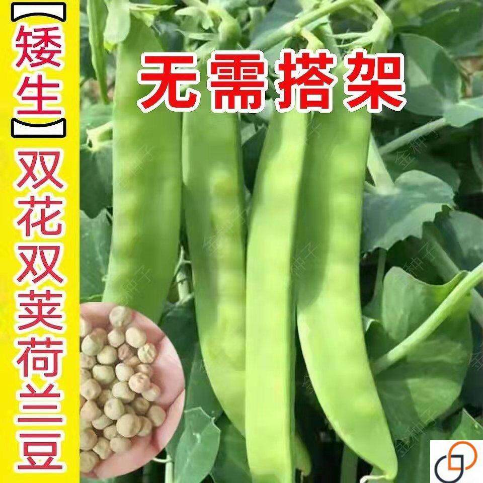 大菜豌豆高产特大甜脆食荚青豌豆大荚荷兰豆四季蔬菜