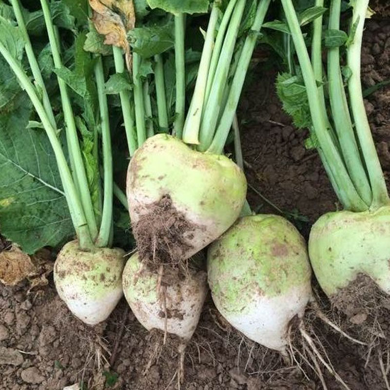 当季现挖新鲜芥菜疙瘩5斤 辣疙瘩 腊疙瘩大头菜腌咸菜蔬菜包邮