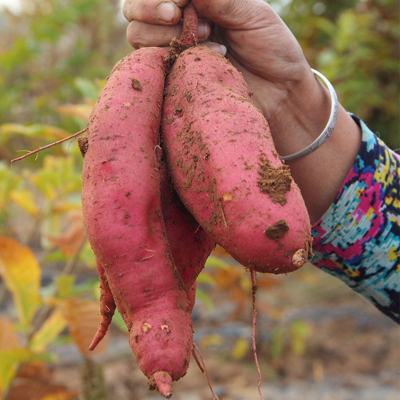 【地瓜种薯】5斤种植红心蜜薯沙地香甜红薯地瓜番薯 回家种地瓜咯