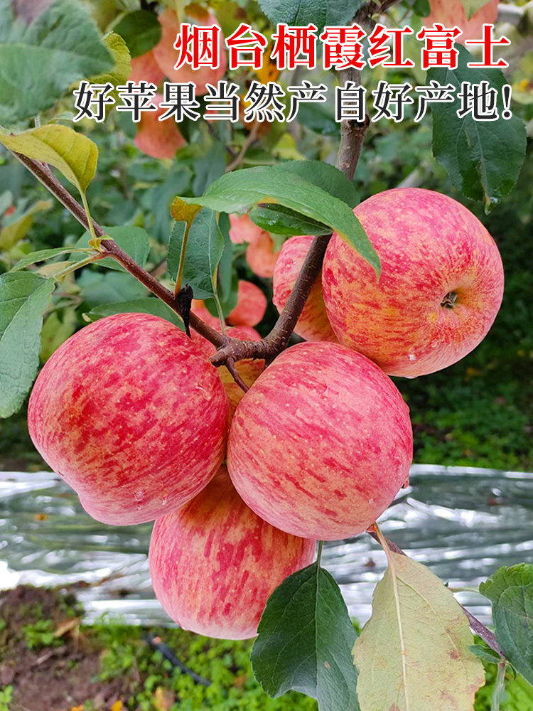 整箱红富士新鲜烟台冰糖平果苹果栖霞山东斤10脆甜水果季应当心丑