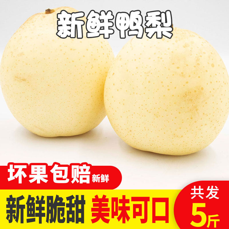 新鲜鸭梨新鲜现摘现发  坏果包赔带箱5斤梨子 新鲜水果梨