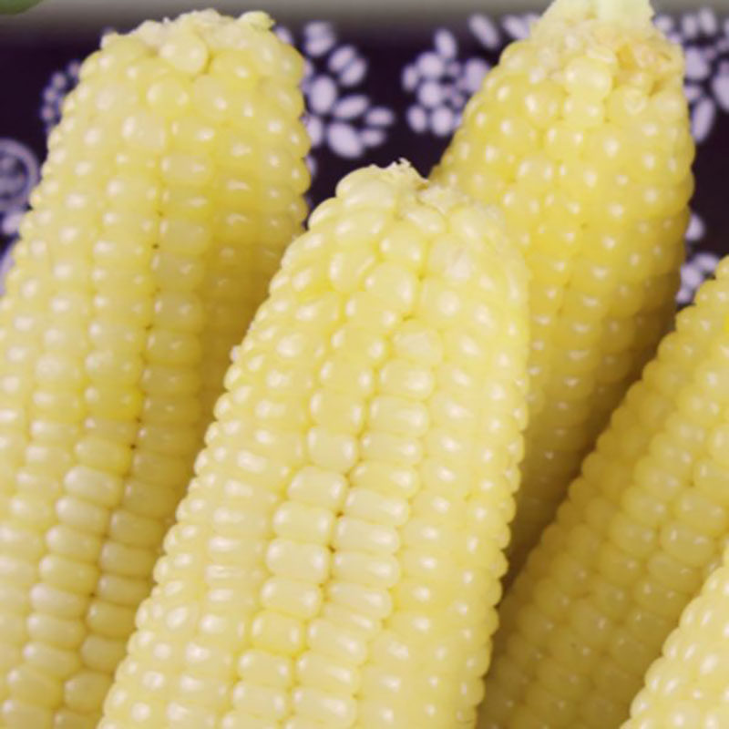 现摘现发甜糯玉米棒农家糯白玉米露天自然熟新鲜鲜嫩净重5斤