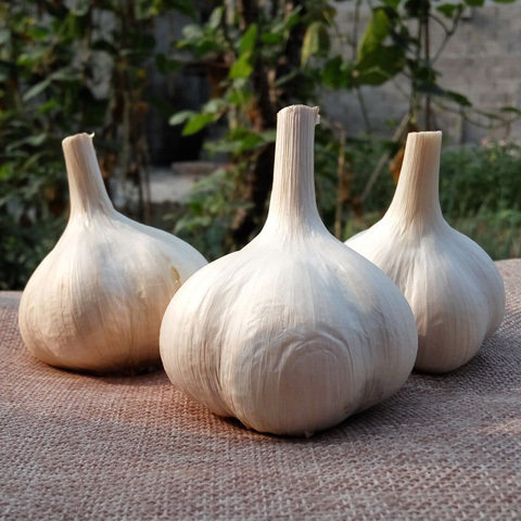 苍山大蒜头5斤装 山东笨大蒜头老品种四六瓣蒜兰陵大蒜