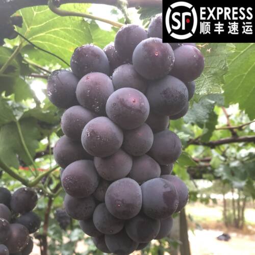 浦江巨峰葡萄价格 浦江巨峰葡萄图片 星期三