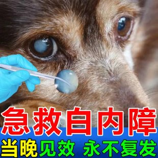 狗狗白内障滴眼液专用老年犬泪痕严重清洁眼屎抑初期角膜炎青光眼