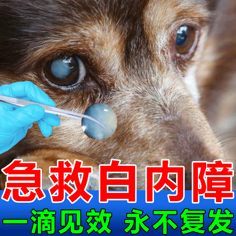 狗狗白内障滴眼液专用老年犬泪痕严重清洁眼屎抑初期角膜炎青光眼