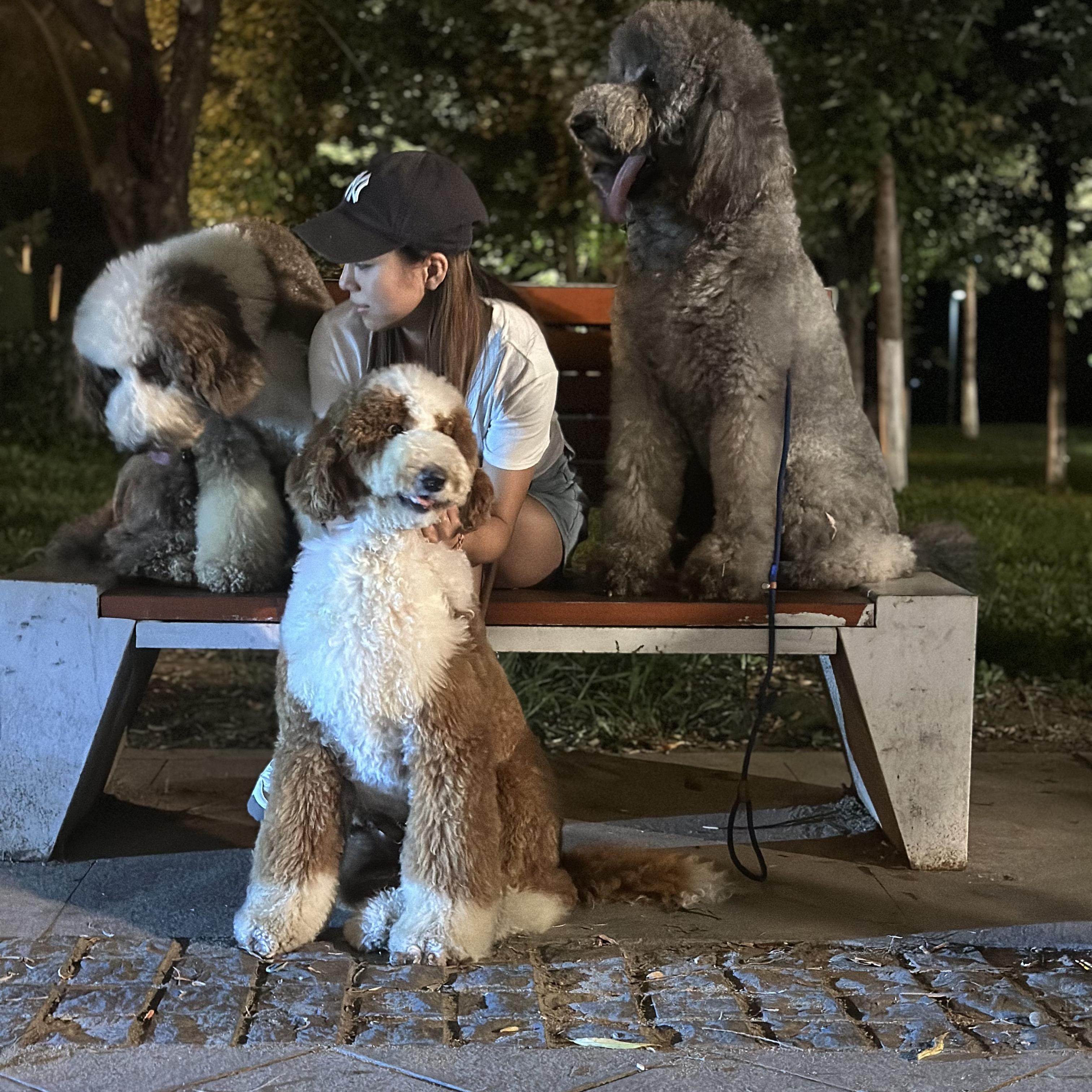 巨型贵宾犬幼犬纯种巨贵幼犬大泰迪犬大型犬花巨贵犬活体宠物狗狗