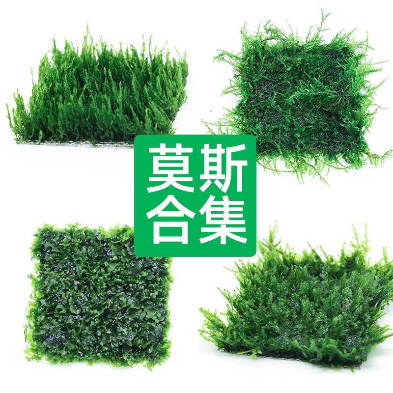 鱼缸假水草仿真水草坪水底里面的装饰品假花铺底高柔软造景塑料