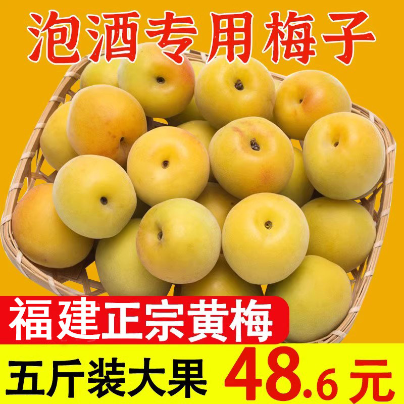 福建高山黄梅青梅鲜果树上熟新鲜水果当季泡酒酵素腌制酸梅子5斤