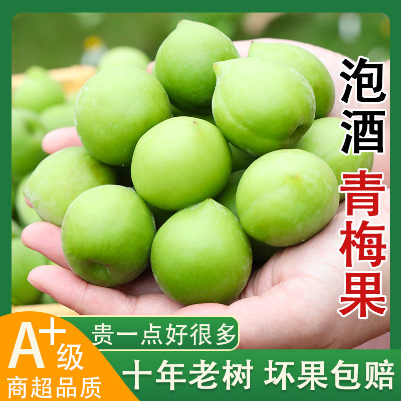 【现摘速发】青梅鲜果云南青梅泡酒酸脆梅子青梅酵素当季水果5斤