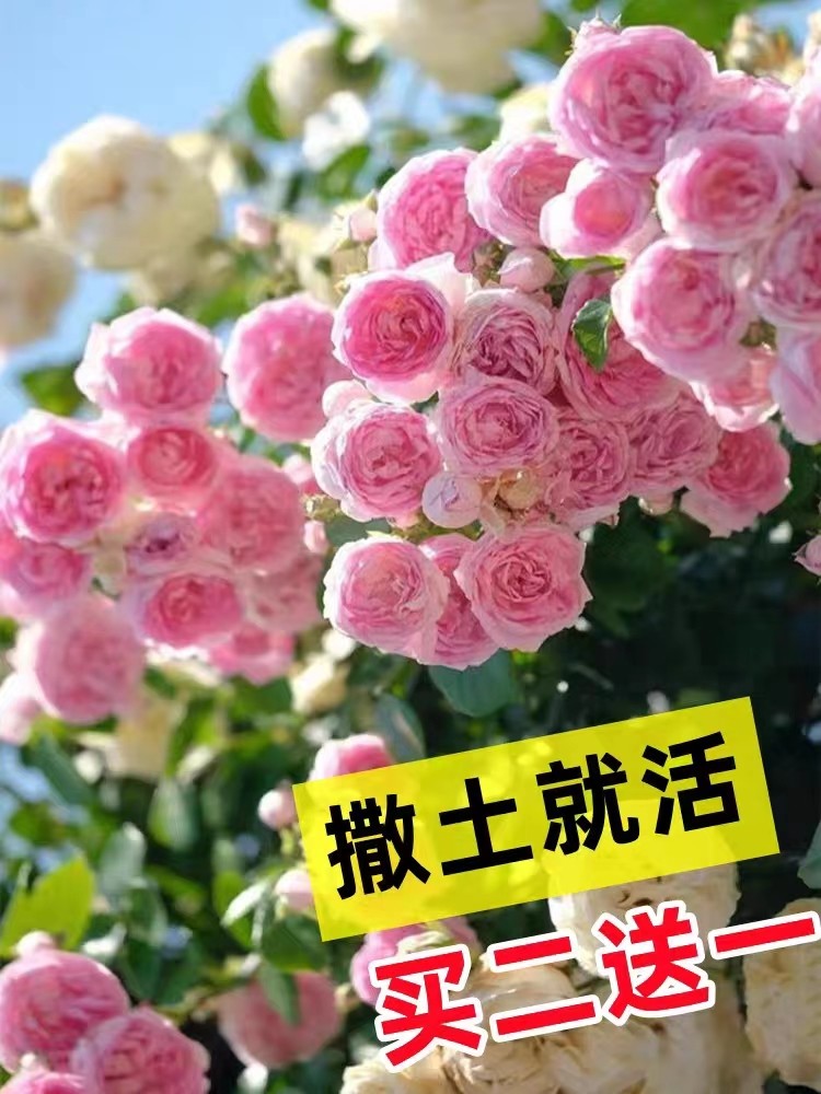 月季蔷薇花种籽子四季开花盆栽花家庭园艺种子
