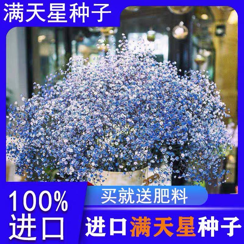 易爆盆四季开花不断波斯菊进口