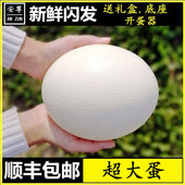 超大鸵鸟蛋鸸鹋蛋新鲜可食用蛋特大号驼鸟 包邮 极速发 安尊顺丰