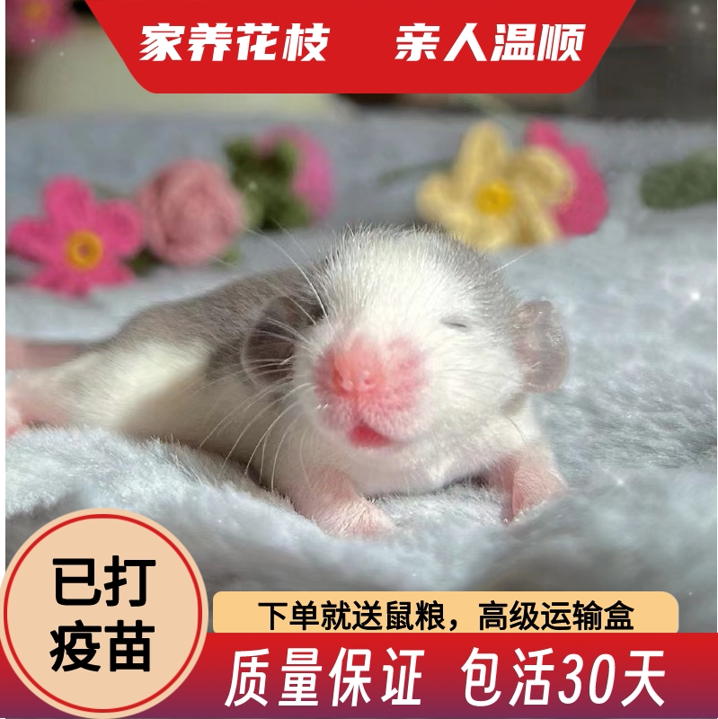 花枝鼠活体活物宿舍小宠物老鼠好养亲人小型宠物幼崽宝宝适合学生