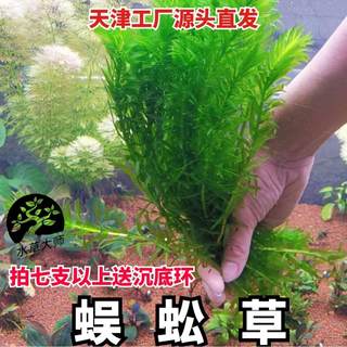 蜈蚣草水草 阴性草净水植物 新手易养 送固定瓷环 鱼缸水草植物