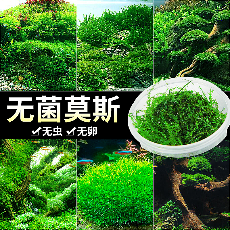 疯狂水草无菌莫斯水草鱼缸造景水草植物真草莫斯树草缸冒泡水草