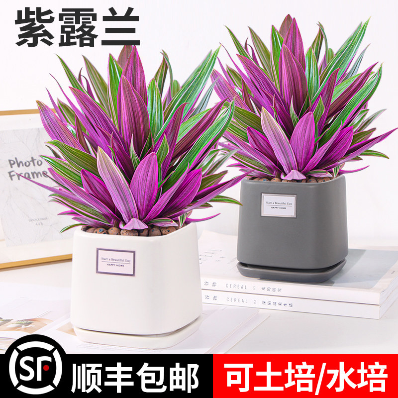 紫露兰水培绿植物吊兰小盆栽室内办公室桌面花卉油画婚礼四季好养