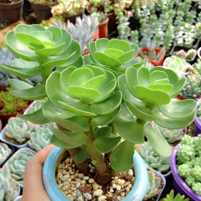 金钱木 多肉植物 办公室防辐射花卉小盆栽木带侧芽绿植好养zhi