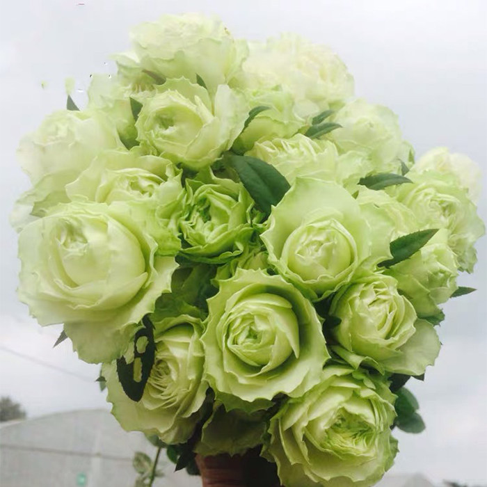 女士时装丰花月季大花浓香切花月季盆栽庭院阳台花园