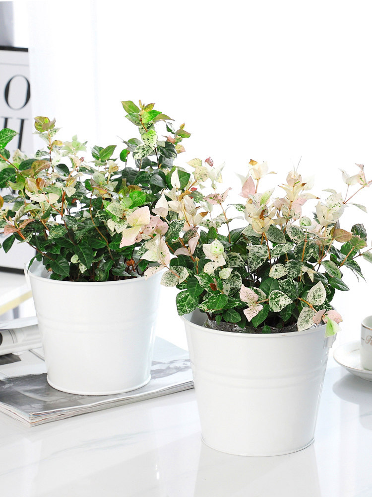 花叶络石植物盆栽五彩黄金叶盆栽藤花垂吊大绿萝花卉四季好养喜阳