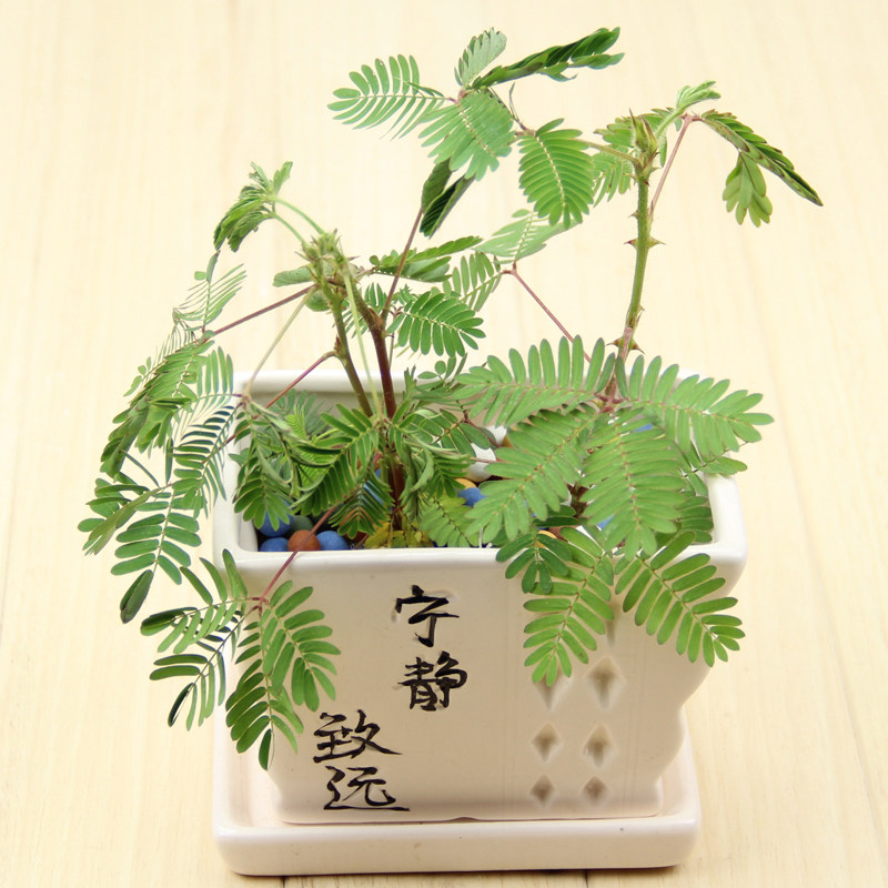 含羞草盆栽 趣味植物室内 害羞草桌面花草 一碰就害羞