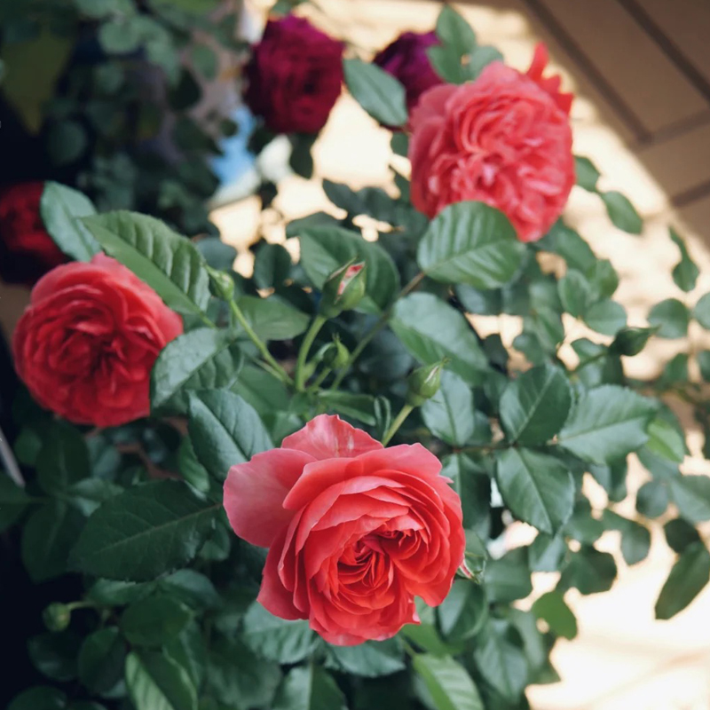 红果汁香奈儿法国浓香直立灌木四季开花阳台月季庭院地栽