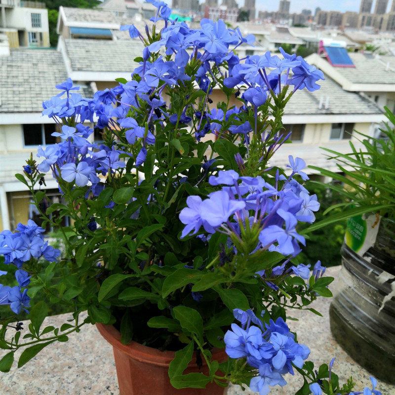 蓝雪花净化空气新款拾光大盆栽耐热爆盆好养植物花园庭院白雪花邮