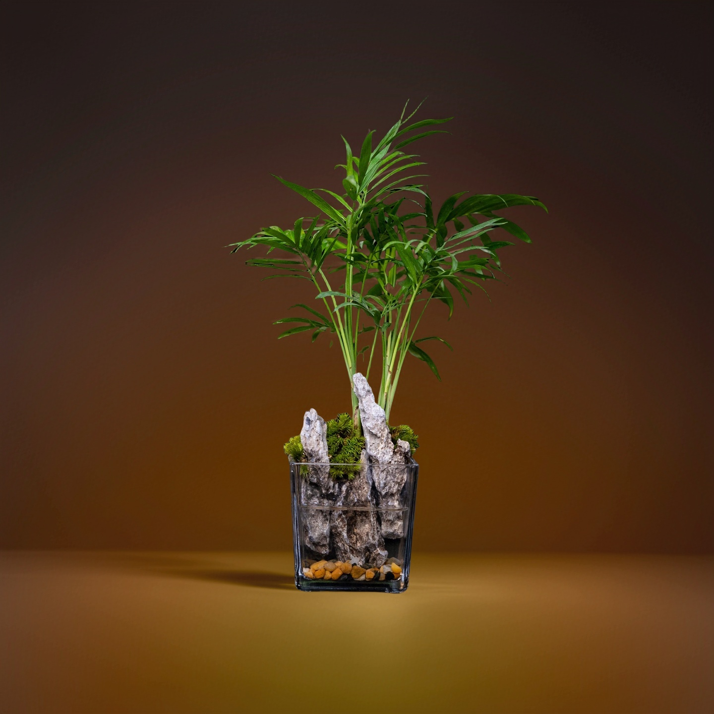 【無也秘境】袖珍椰子成品创意绿植景观茶壶茶台摆件