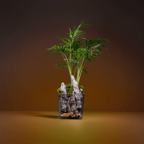 【無也秘境】袖珍椰子成品创意绿植景观茶壶茶台摆件