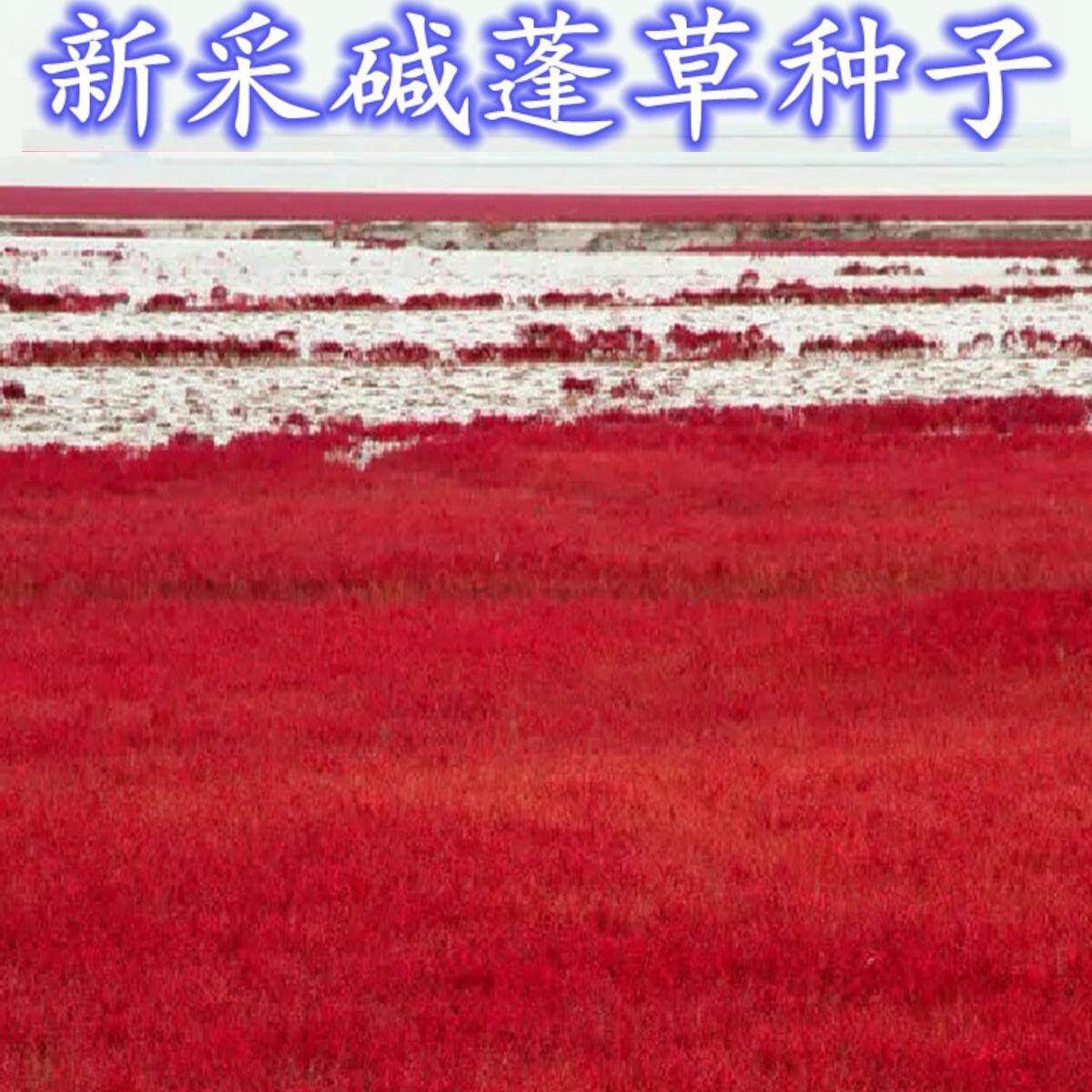 碱蓬草籽春季耐盐碱土壤改良