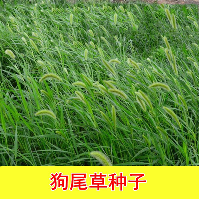 牧草种子护坡耐贫瘠狗尾巴草