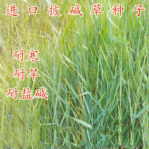 披碱草风沙耐寒耐旱护坡四季种子
