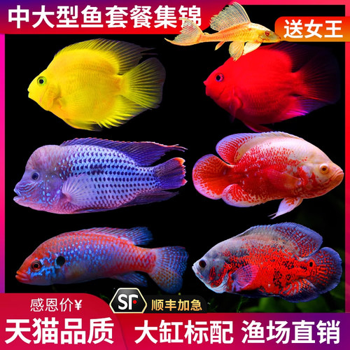 麒麟元宝罗汉发财观赏鱼血鹦鹉