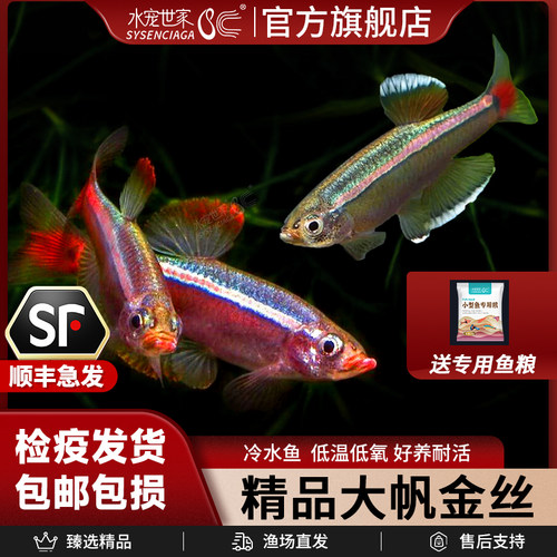 金丝鱼大帆瑰丽火焰金丝群游鱼