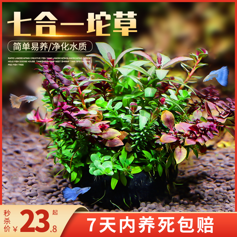 造景懒人坨草水生真水草植物净水