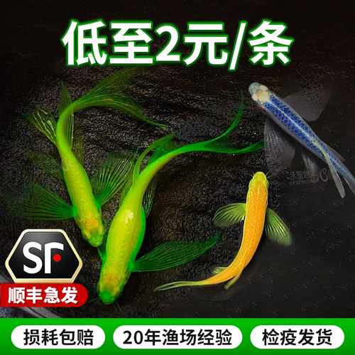 蝶翼斑马龙凤鱼长尾长鳍淡水鱼