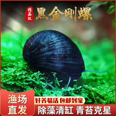 黑金刚螺不吃水草除藻工具