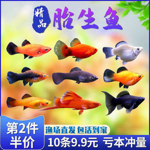 高鳍红箭米奇皮球活体热带鱼